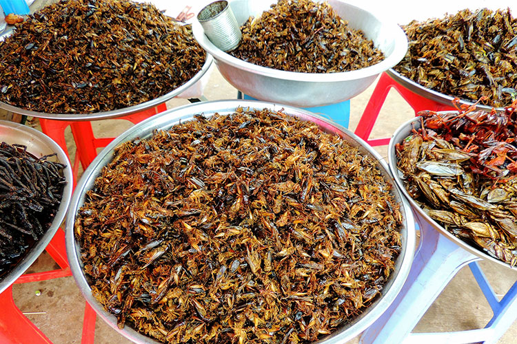 Bijdrage Toeval bon Insecten eten, tegenwoordig hoor je er steeds meer over.